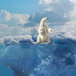 Polar bear in the Arctic