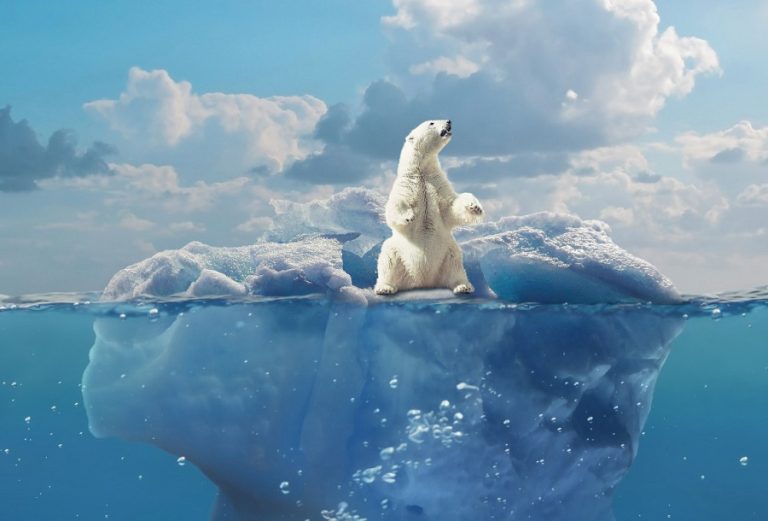 Polar bear in the Arctic