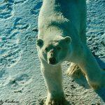 Polar bear -a picture from a copter