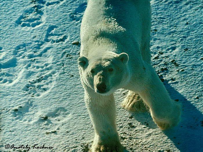 Polar bear -a picture from a copter