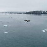 Walruses from a quadcopter