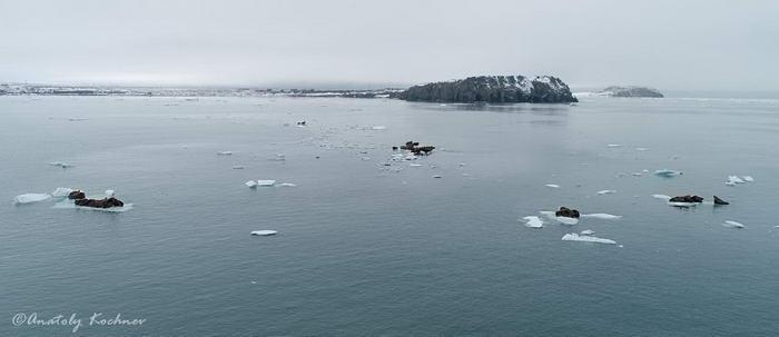 Walruses from a quadcopter