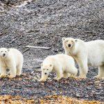 Polar bears on the coast