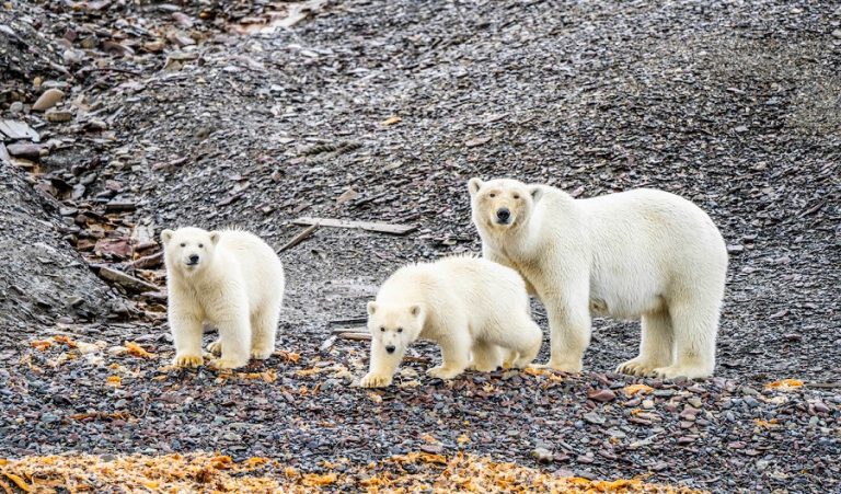 Polar bears on the coast