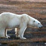 A lonely polar bear