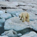 The polar bear from the copter