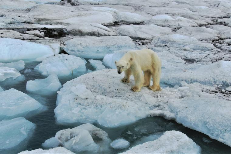 The polar bear from the copter