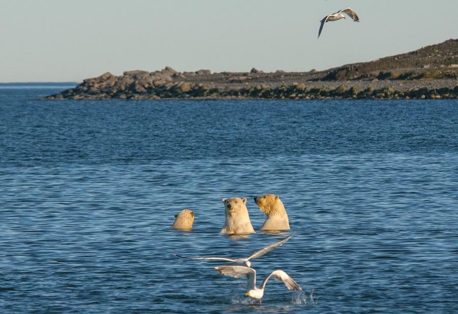 Polar bears are counted in autumn