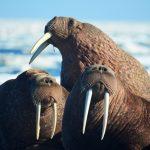 Pacific walruses