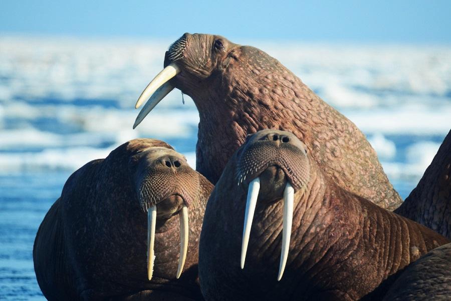 Amazing animal walrus