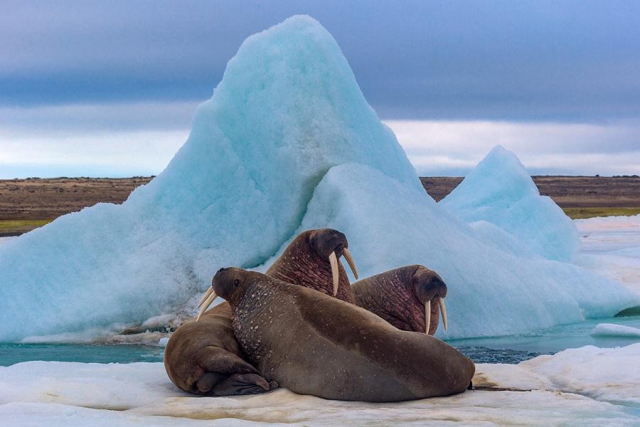 Amazing animal walrus