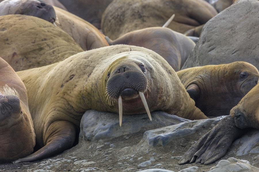 Amazing animal walrus