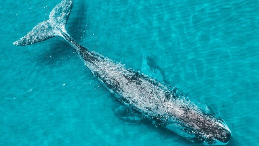 Bowhead and gray whales: lovers of Arctic waters