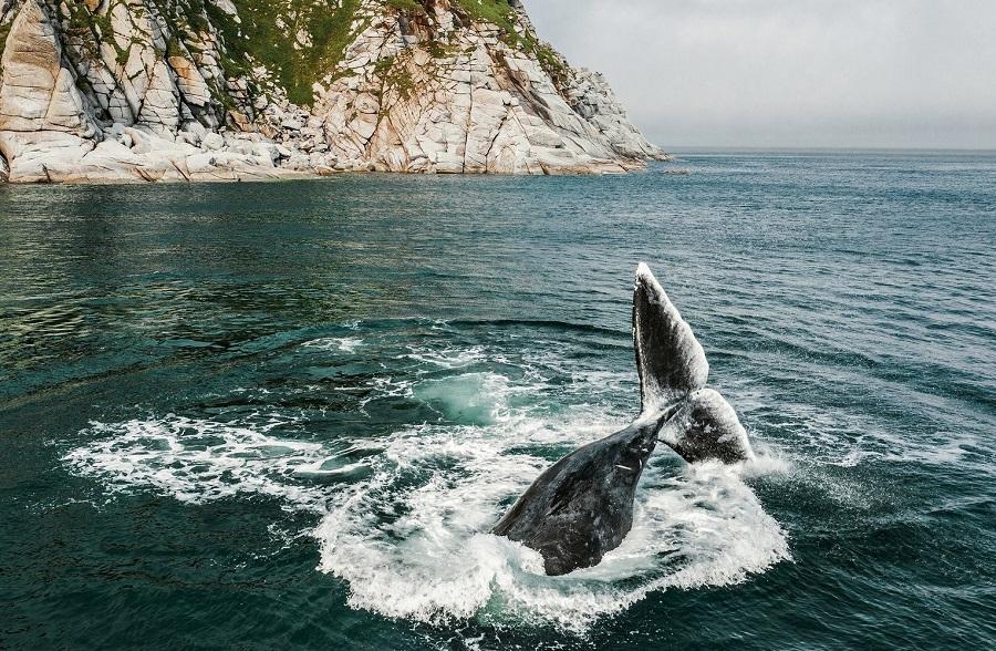 Bowhead and gray whales: lovers of Arctic waters