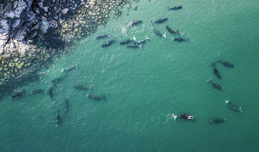 Bowhead and gray whales: lovers of Arctic waters