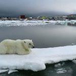 A polar bear on an ice floe