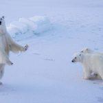 A polar bear with two cubs