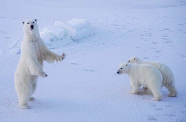 A polar bear with two cubs