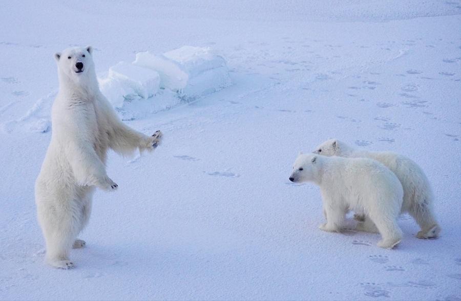 Polar bears: giants of the Arctic