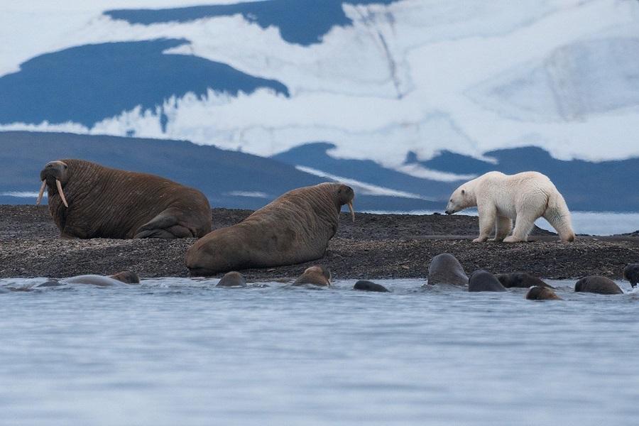 Polar bears: giants of the Arctic