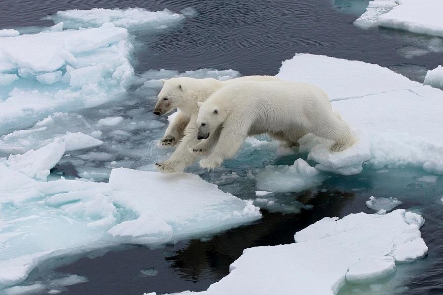 Polar bears: giants of the Arctic