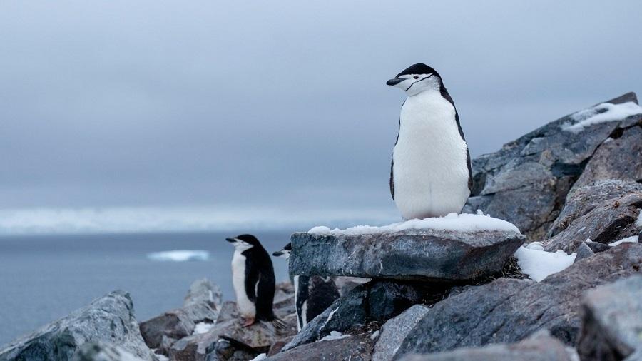 What is unique about the only river in Antarctica?