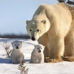 A bear with two cubs