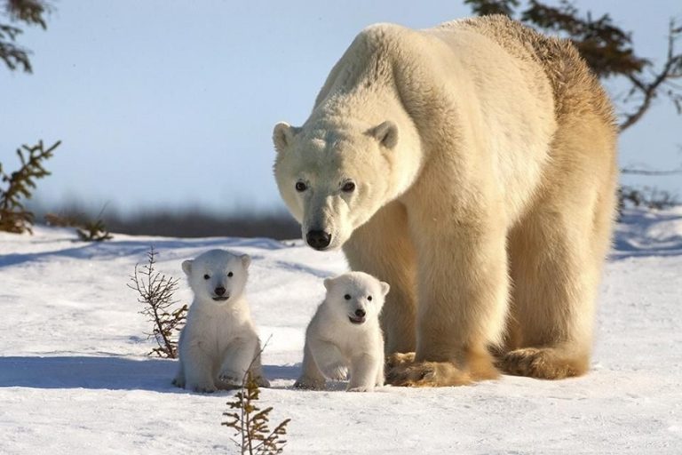 A bear with two cubs