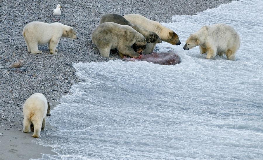 The real character of polar bears