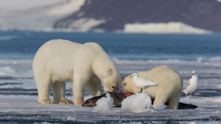 The real character of polar bears