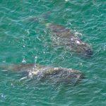 wo bowhead whales