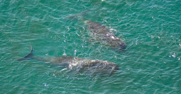 wo bowhead whales