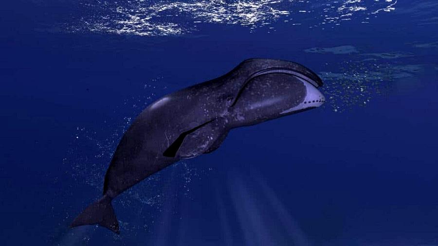 10 Incredible Bowhead Whale Facts