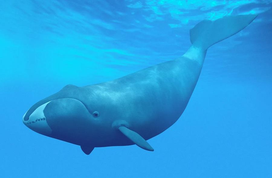 10 Incredible Bowhead Whale Facts