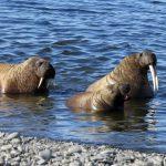 The Walrus Family