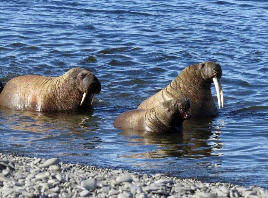 The extermination of walruses in Kamchatka is finally prohibited