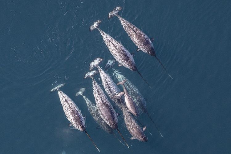 Narwhals