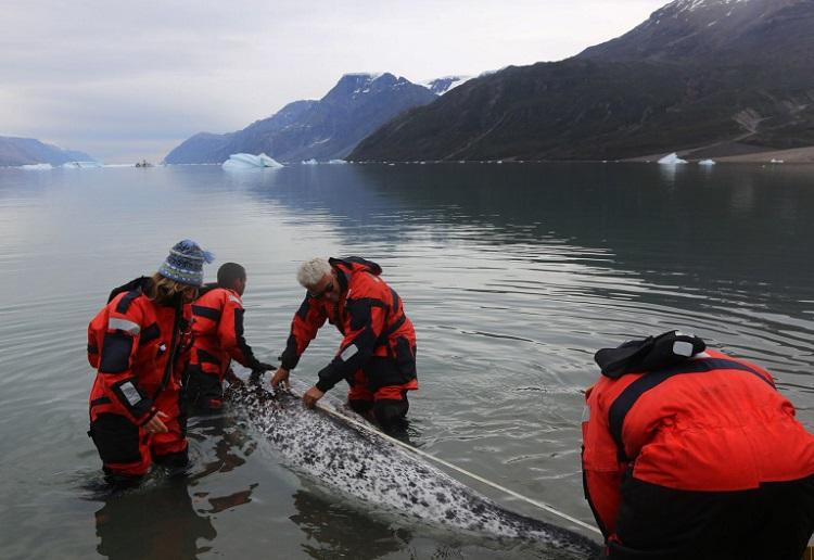 Narwhals: Unicorns of the Northern Seas