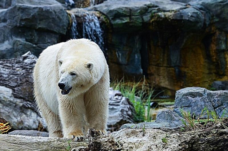 What are the main differences between a polar bear and a brown bear?