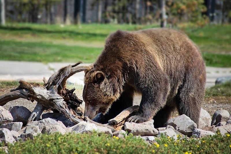 What are the main differences between a polar bear and a brown bear?