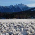 Ice Flowers