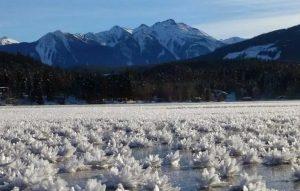 Ice Flowers