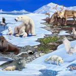 Arctic Animals