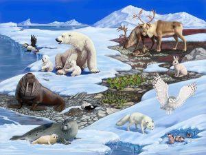 Arctic Animals