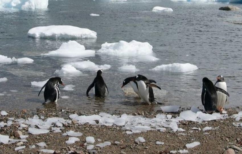 Antarctica : distant and amazing