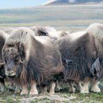 Musk oxen in the tundra