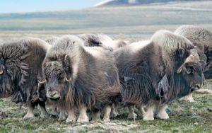 Musk oxen in the tundra