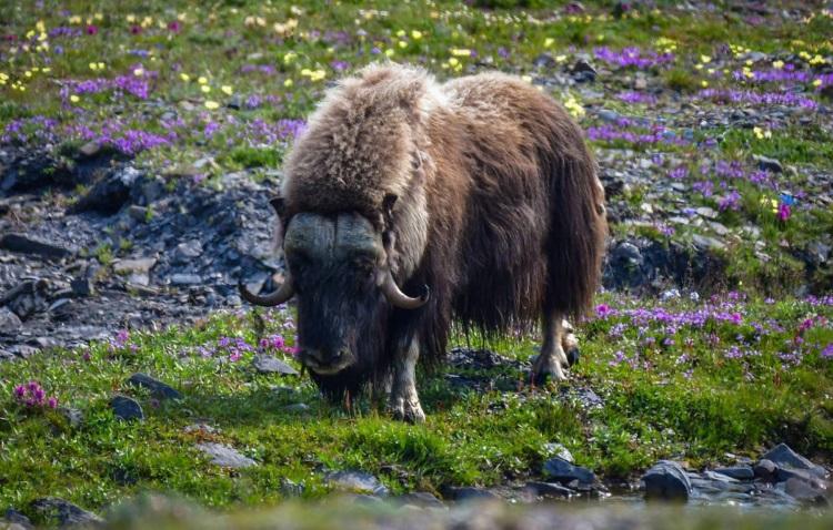 The musk ox is a rare artiodactyl animal