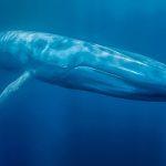 The Blue Whale