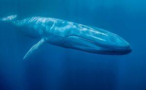 The Blue Whale